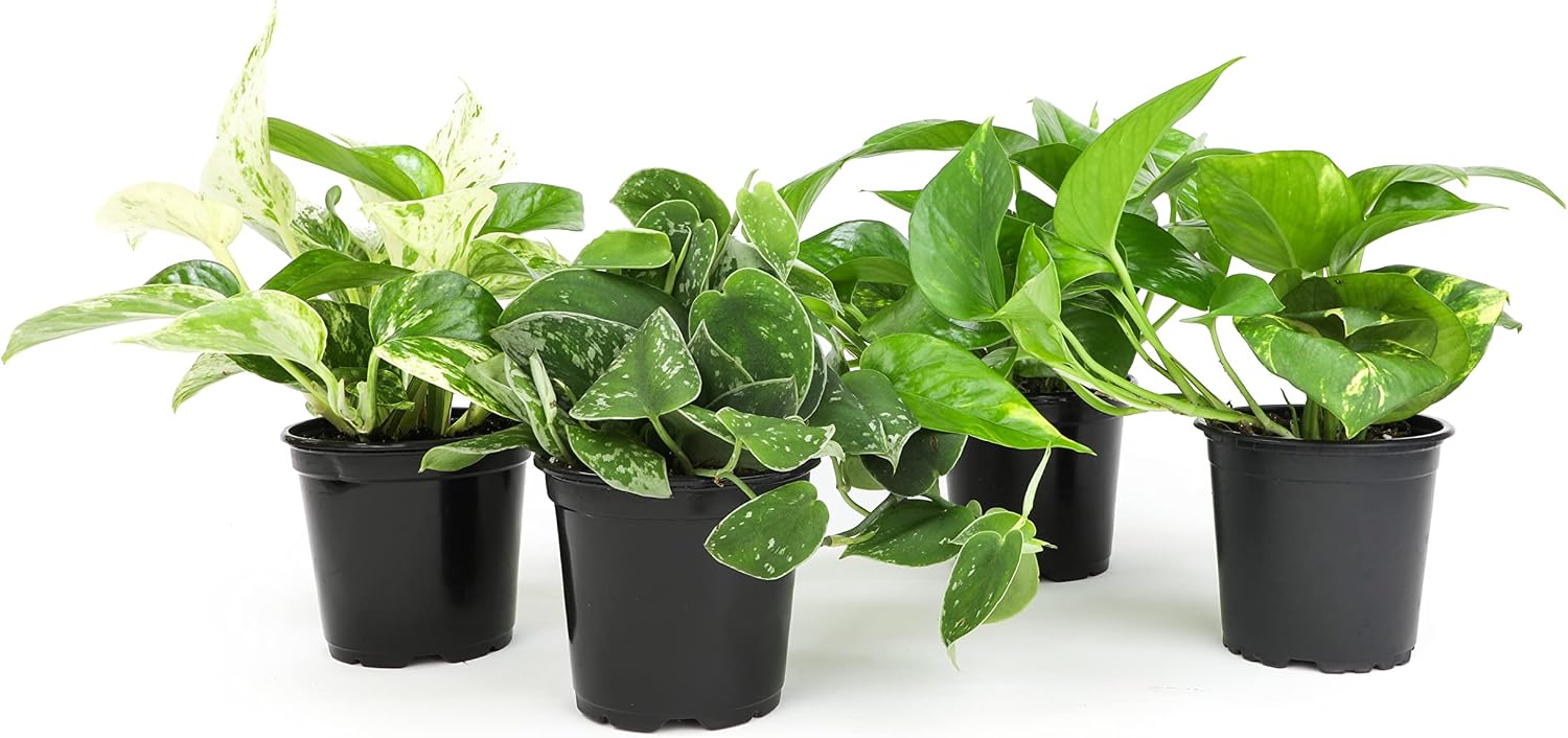 Live Pothos Plants, 4PK, Indoor Plants Live Houseplants, Pothos Live Plant House Plants