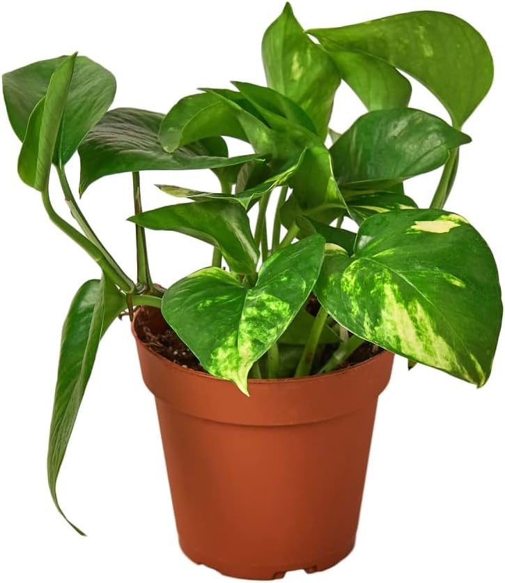 Golden Pothos Live Plant in 4 in. Pot