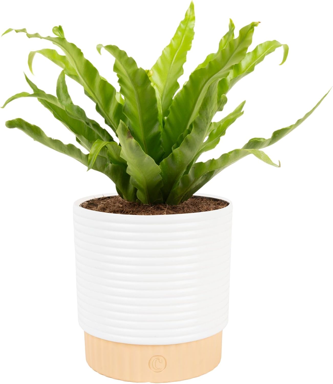 Costa Farms Boston Fern, Live Indoor Plant, Easy Care, Home Decor