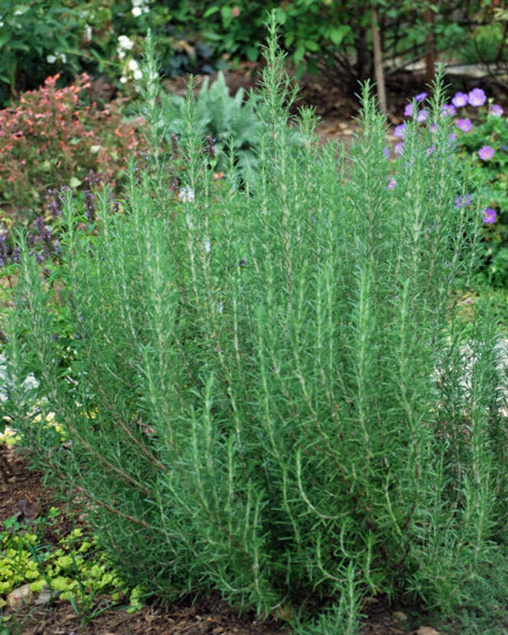 Perennial Farm Marketplace Hardy Rosemary, ARP Variety, Live Perennial