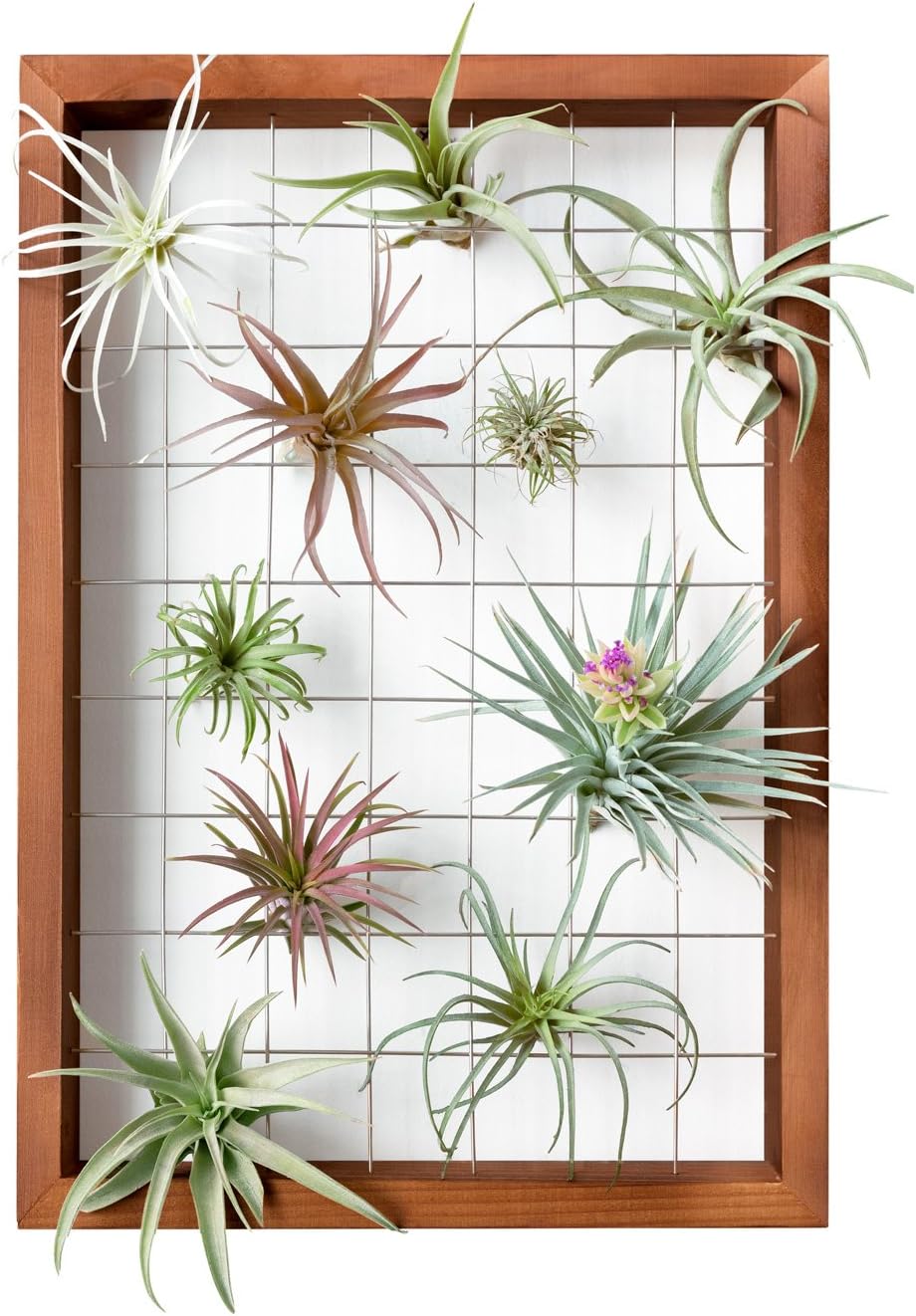 Mkono Hanging Air Plant Holder, 16 Inch Wooden Wall Display Frame