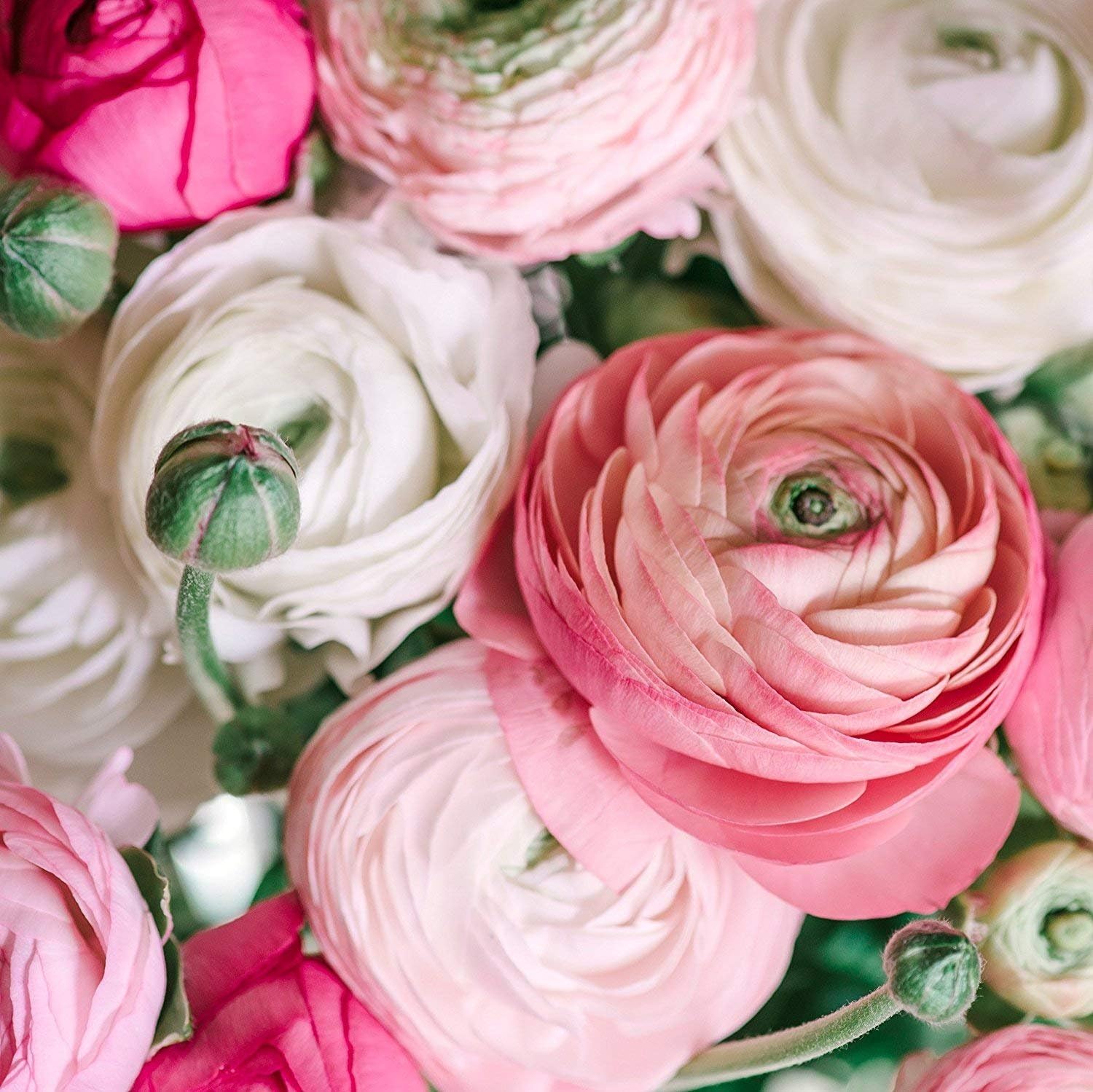 Ranunculus Pastel Mix Persian Buttercup Bulbs, 10 XL Bulbs