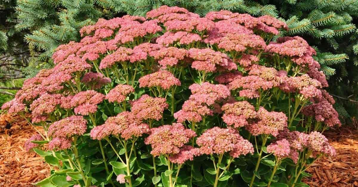 RedCrocus Autumn Joy Sedum, Autumn Stonecrop, Easy-Care Perennial