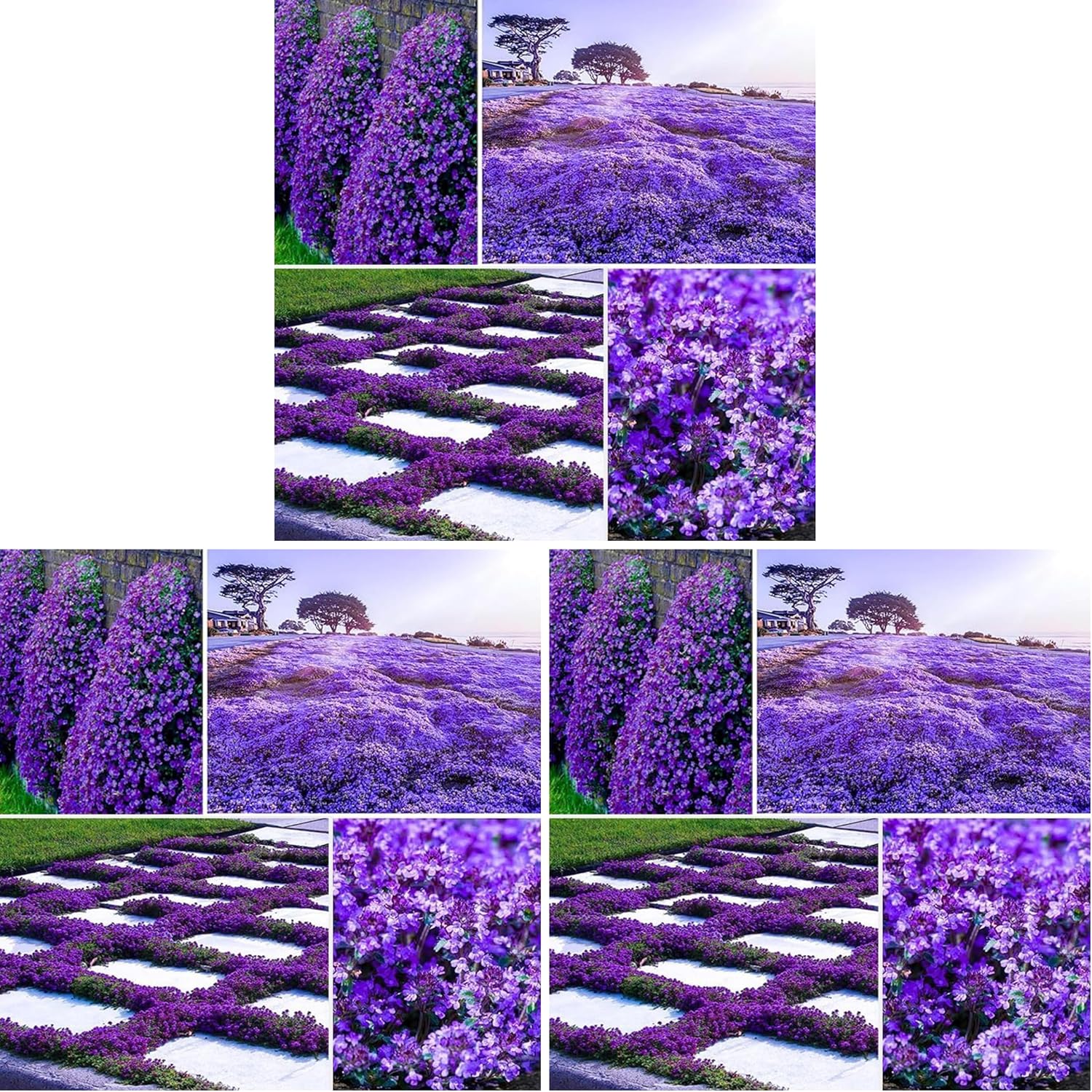 Magic Purple Creeping Thyme Seeds, 21,000+, Perennial Ground Cover