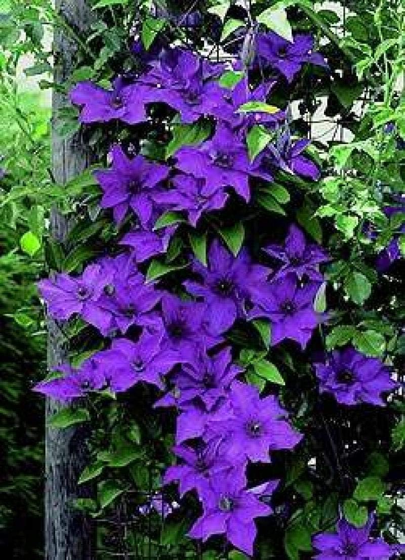 The President Clematis Vine, Deep Purple, 2.5 Inch Pot