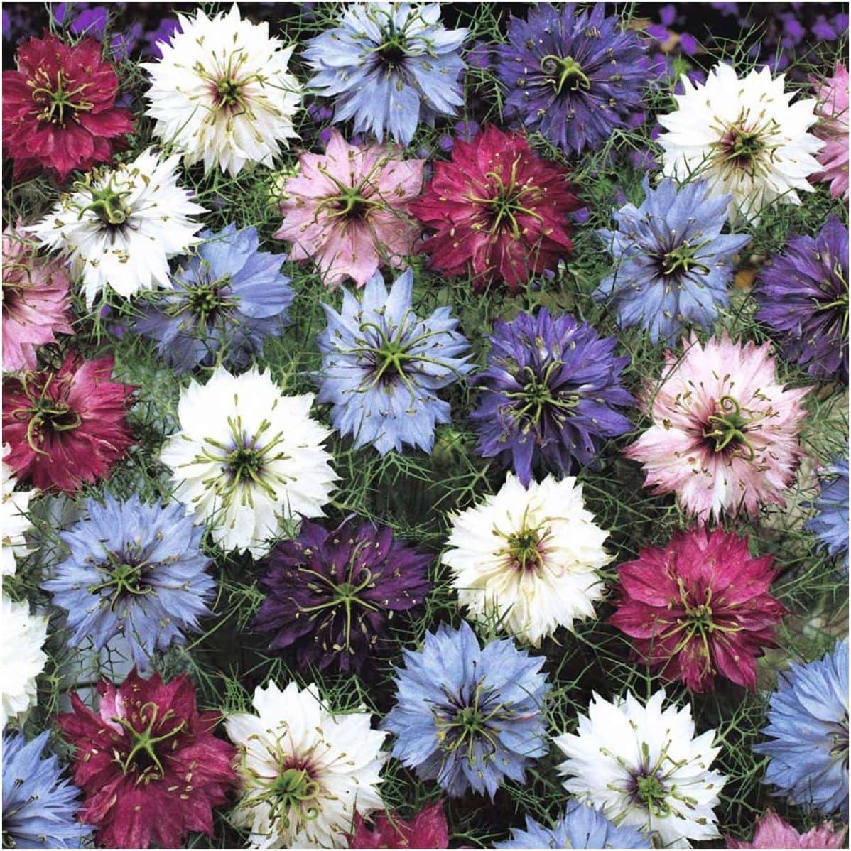 Seed Needs Love in a Mist Mixed Annual Flower Seeds