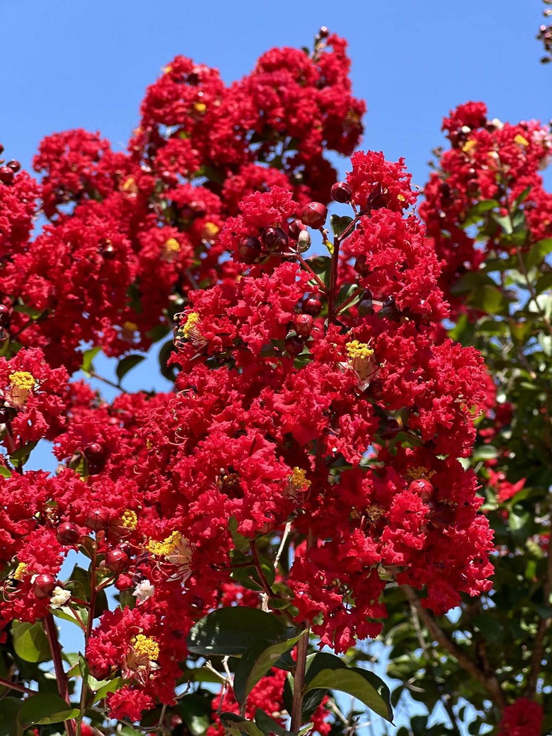 Red Flowering Crape Myrtle Trees, Lagerstroemia, Quart Container, 6 Pack