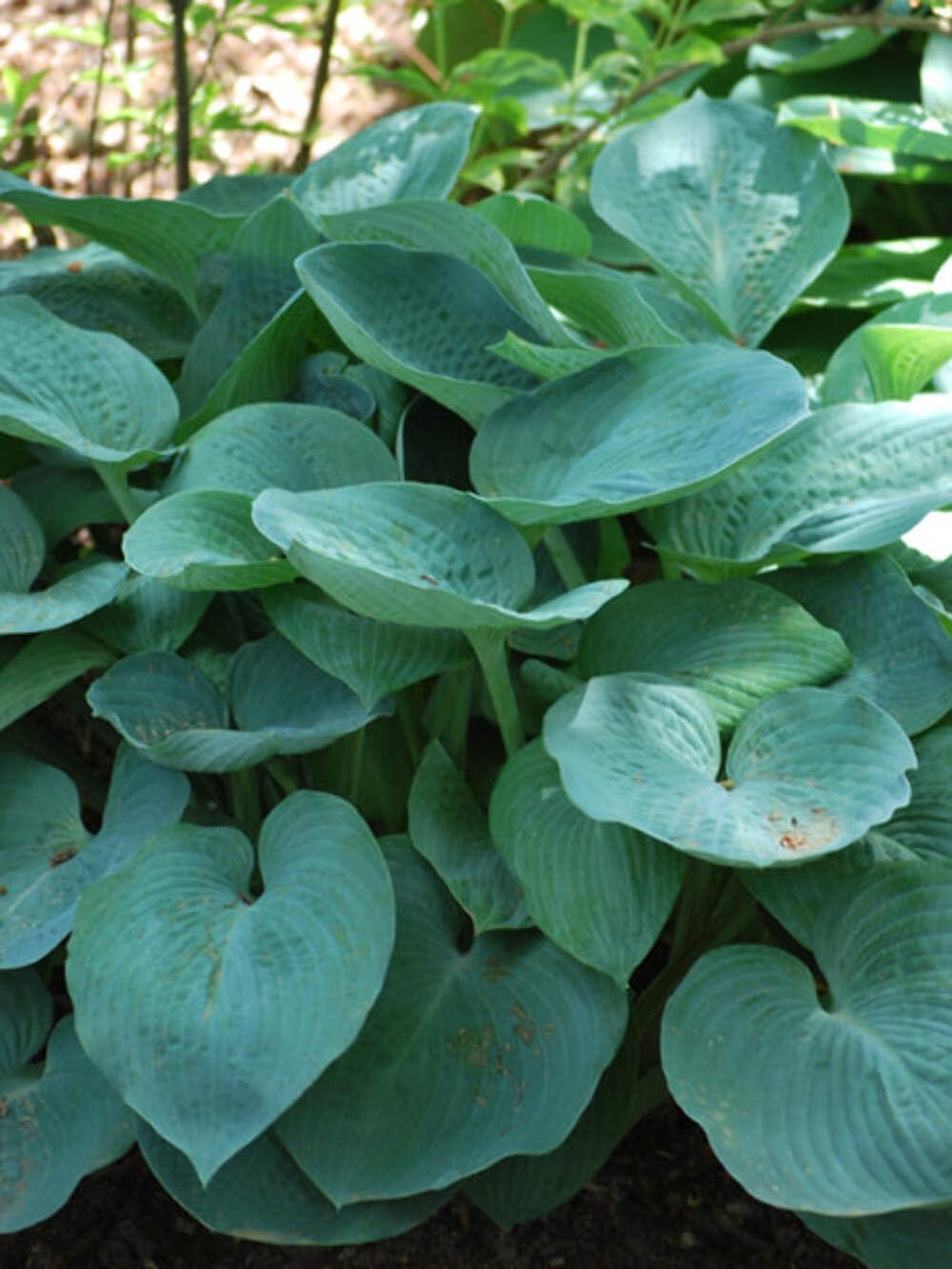 Perennial Farm Marketplace Hosta Blue Angel, Plantain Lily, Live Perennial