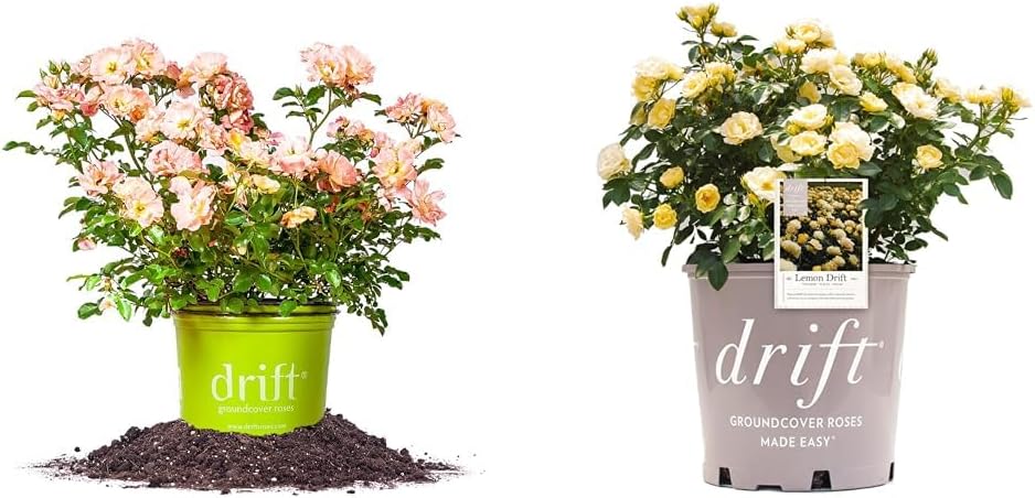 Peach Drift Rose and Lemon Drift Rose Bush, 1 Gallon, Live Outdoor Rose Bushes