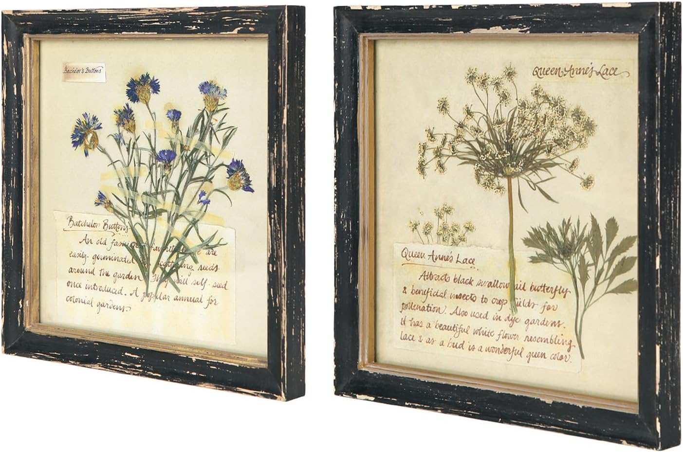 NIKKY HOME Botanical Wall Art Set of 2, Vintage Wood Framed Prints, 10 x 10 Inch