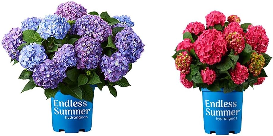 Endless Summer Bloomstruck and Summer Crush Hydrangea Shrubs, 2 Gallon Bundle