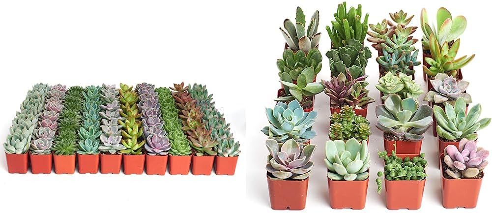 Shop Succulents Rosette and Unique Succulent Plant Packs, Live Mini Succulents