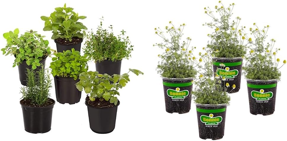 Live Aromatic Herb Assortment, Rosemary, Lavender, Mint, 6 Plants, with Chamomile 4-Pack