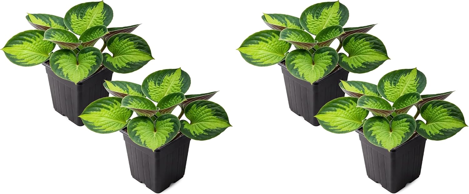 Live Perennial Hosta, Rainforest Sunrise, 3 Plants per Pack