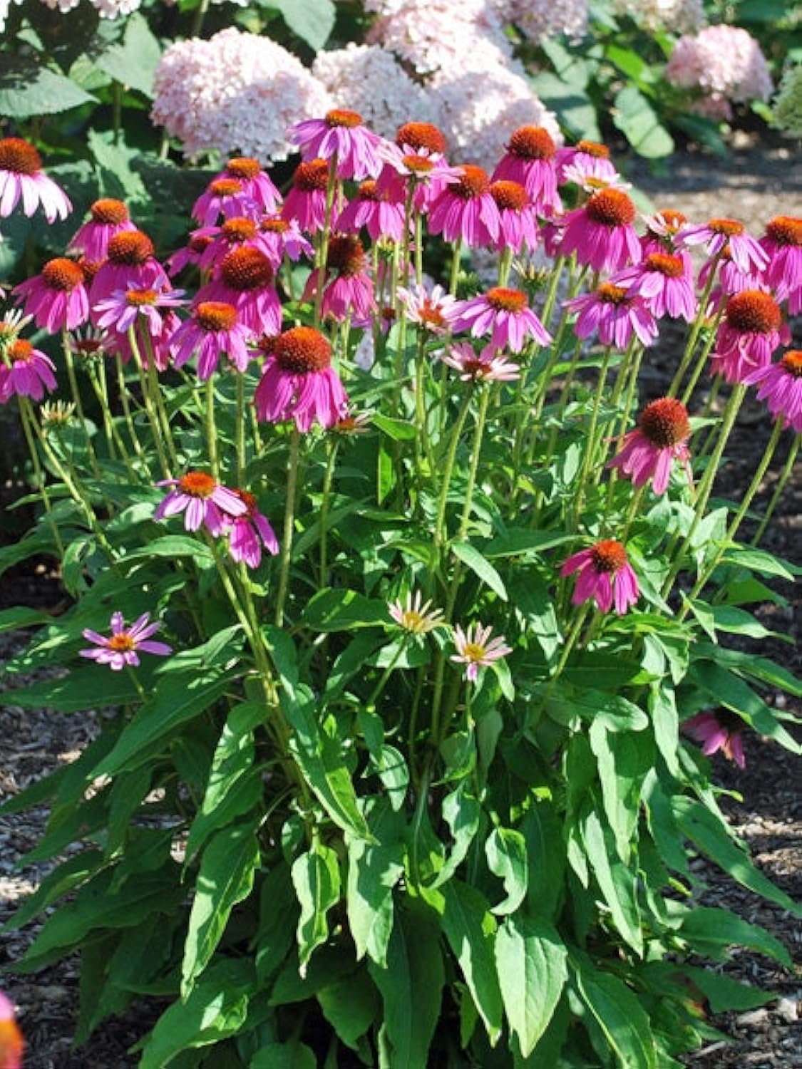 Echinacea purpurea PowWow Wild Berry, Coneflower Perennial