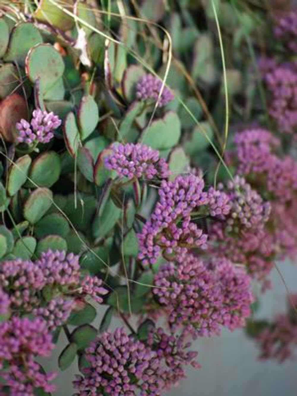 Perennial Farm Marketplace October Plant Stonecrop Sedum Groundcover