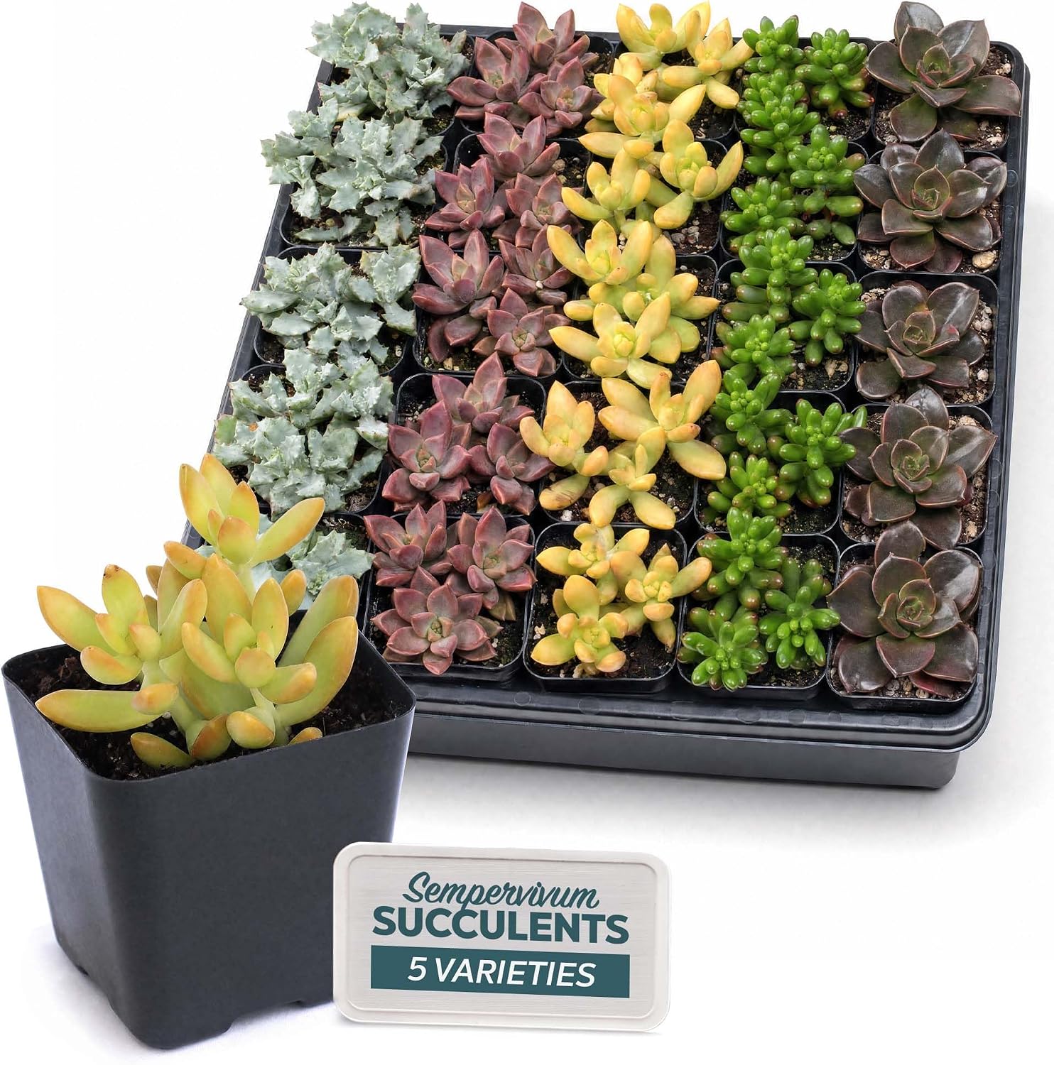 Mountain Crest Gardens Live Succulent Plant Assortment, 25 Mini Potted Succulents