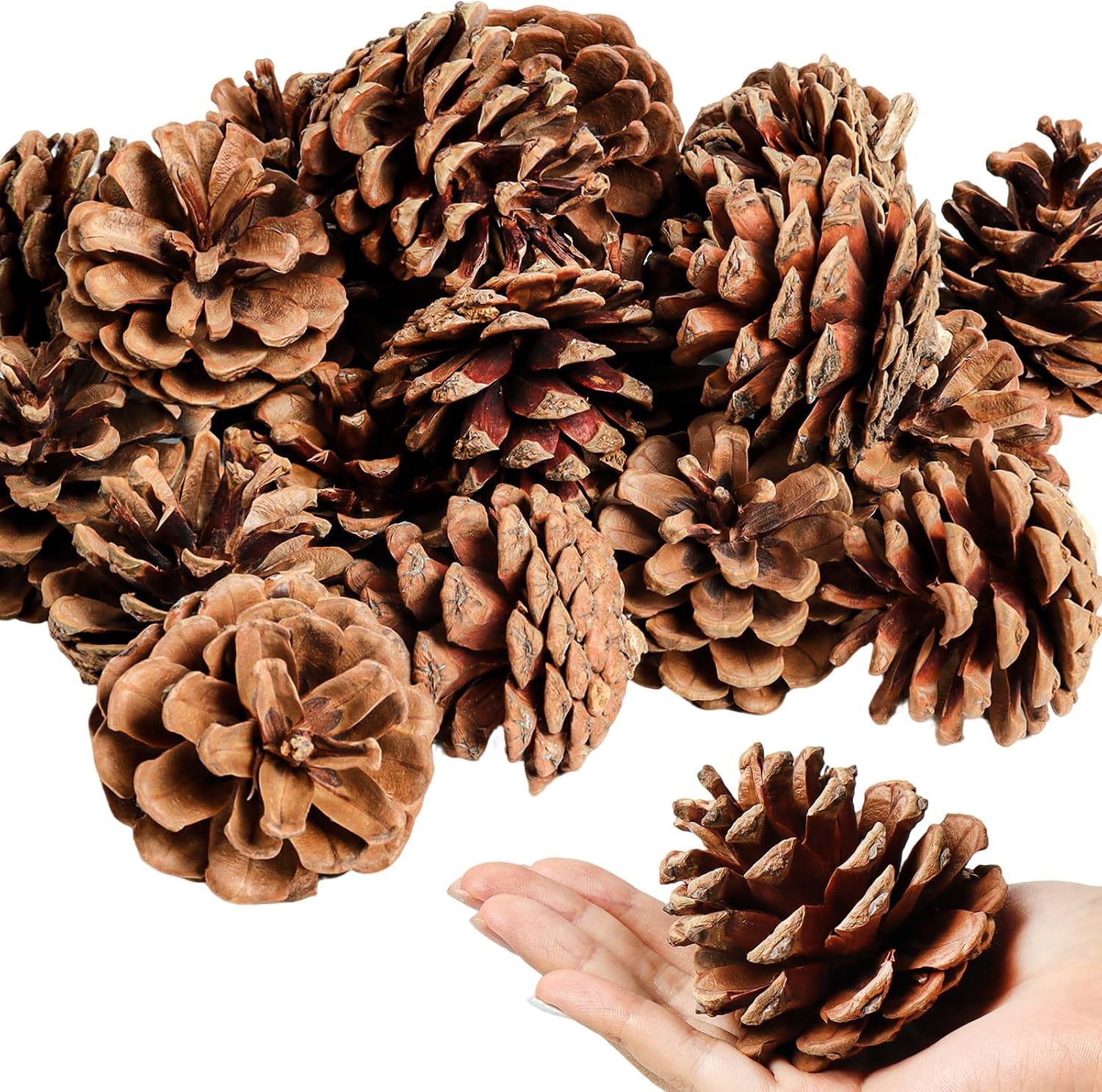 SBYURE 20 Pack 2.4 Inch Natural Pinecones for Crafts and Home Decor
