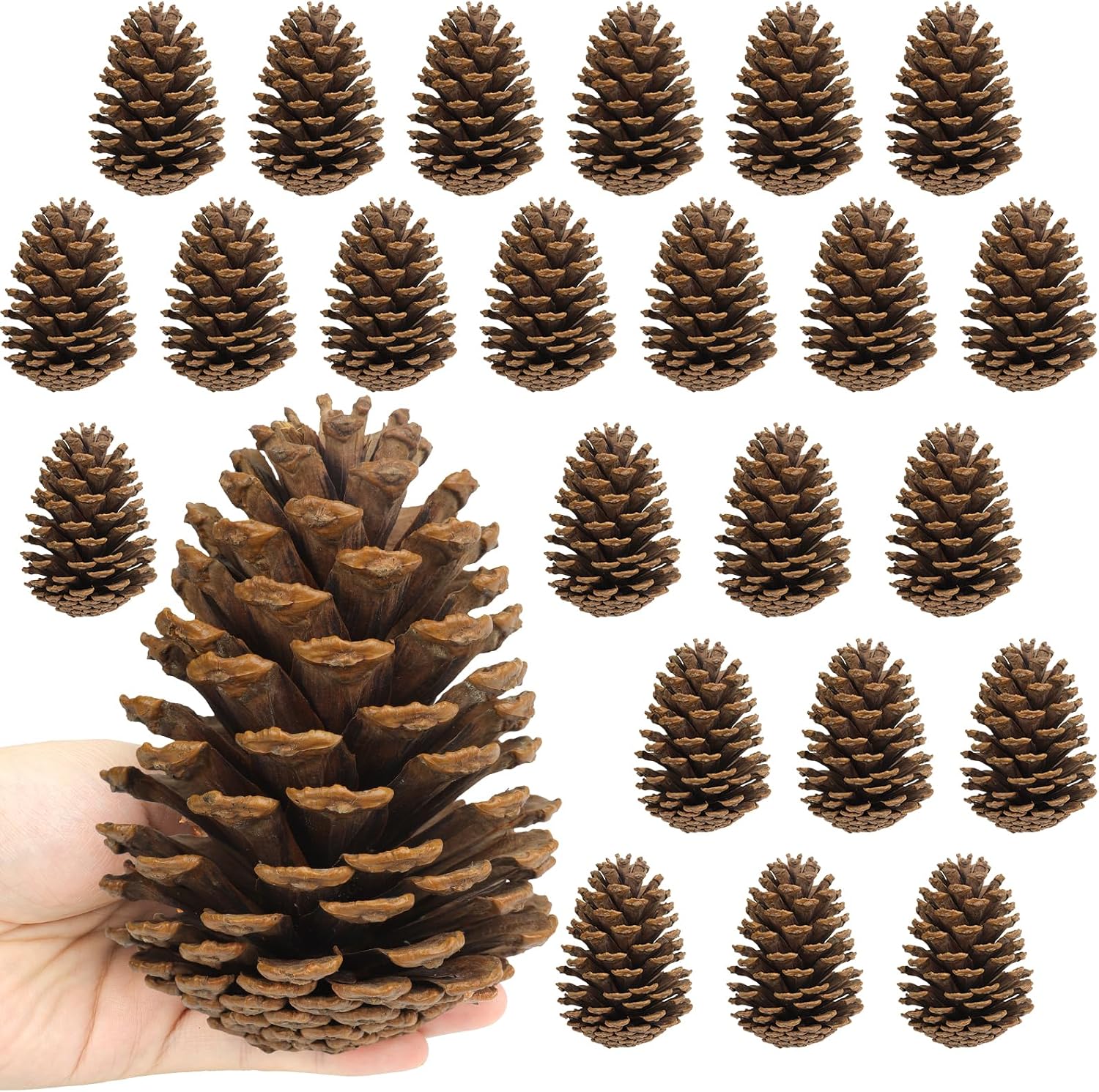 24 Pcs Large Pine Cones, 4.33 to 5.51 Inches, Unscented Christmas Pinecone Ornaments for Crafts